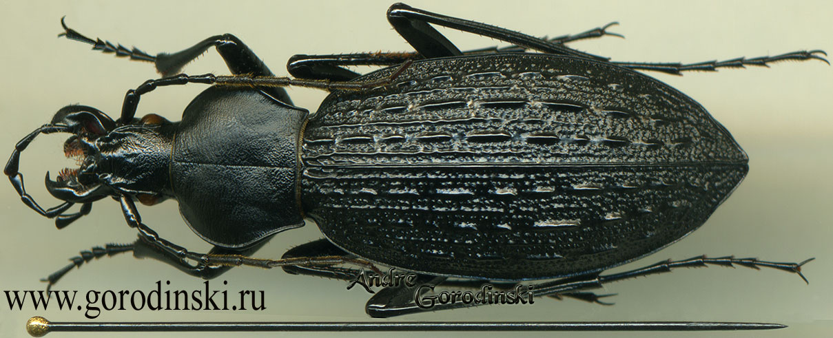 http://www.gorodinski.ru/carabus/Apotomopterus vitalisi phoopanensis.jpg